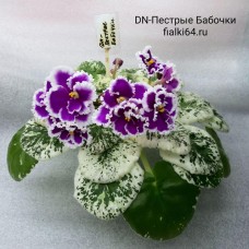 Dn-Пестрые Бабочки